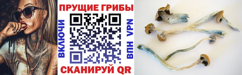 Псилоцибиновые грибы Cubensis  Бугульма 